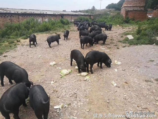 奕熹苑推出食疗养生配方卤制的跑养山地放养土猪卤菜