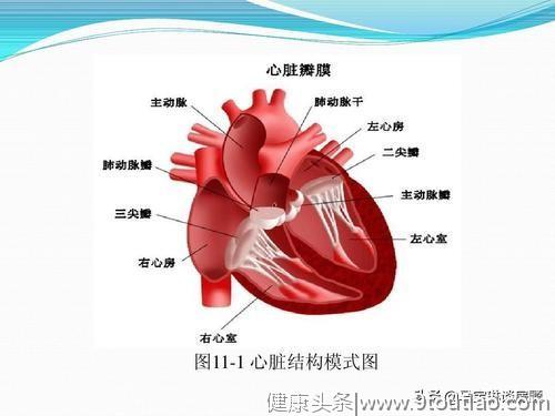 《中医治心脏病》连载6：心和心脏，心病和心脏病