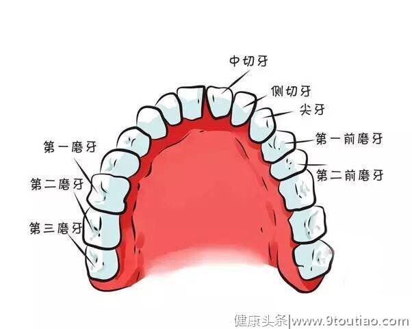 宝宝的牙齿是怎么发育的