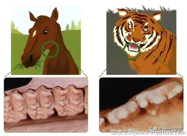 牙齿的形状有啥特殊意义吗？