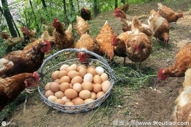 「养殖绝招」土鸡吃什么产蛋率高？
