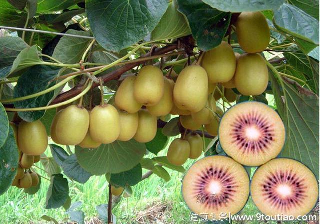 中国猕猴桃有五大产区，你知道大多数人最喜欢吃什么品种吗？