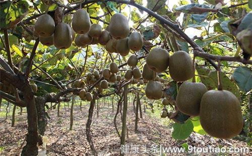 中国猕猴桃有五大产区，你知道大多数人最喜欢吃什么品种吗？