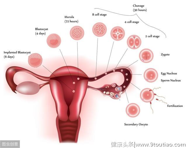 子宫对女人有调节作用，调节好内分泌，子宫干净又健康