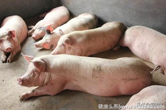 高手在民间：15个猪病小偏方，省钱又有效，很适合农村养猪用