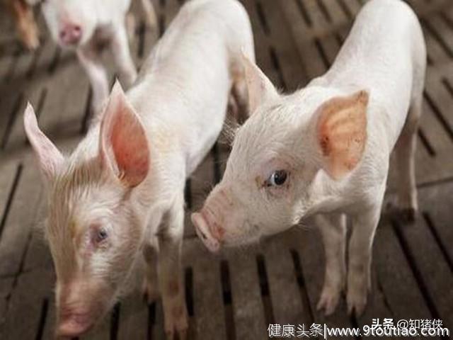 高手在民间：15个猪病小偏方，省钱又有效，很适合农村养猪用