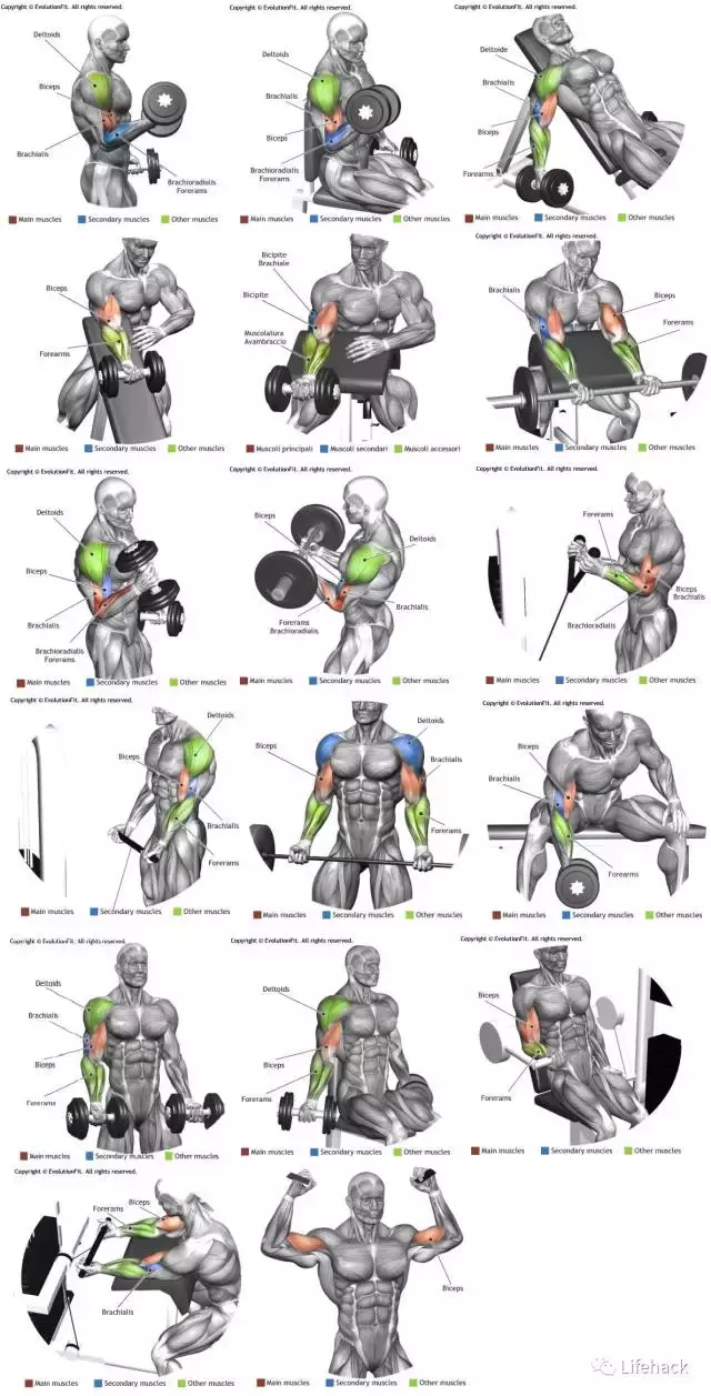 10张全身肌肉训练图谱看这一篇就够了，有追求的你早晚用得到