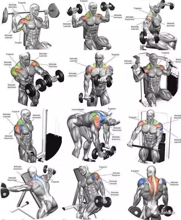 10张全身肌肉训练图谱看这一篇就够了，有追求的你早晚用得到