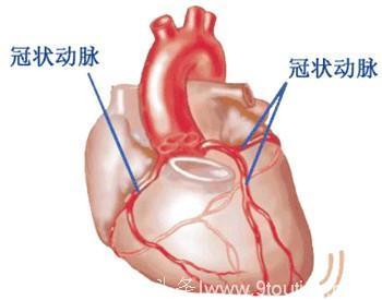 冠心病必备知识（一）——什么是冠状动脉？