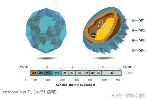 二类疫苗应不应该打？2岁前宝宝怎么打？（第一篇12月龄）