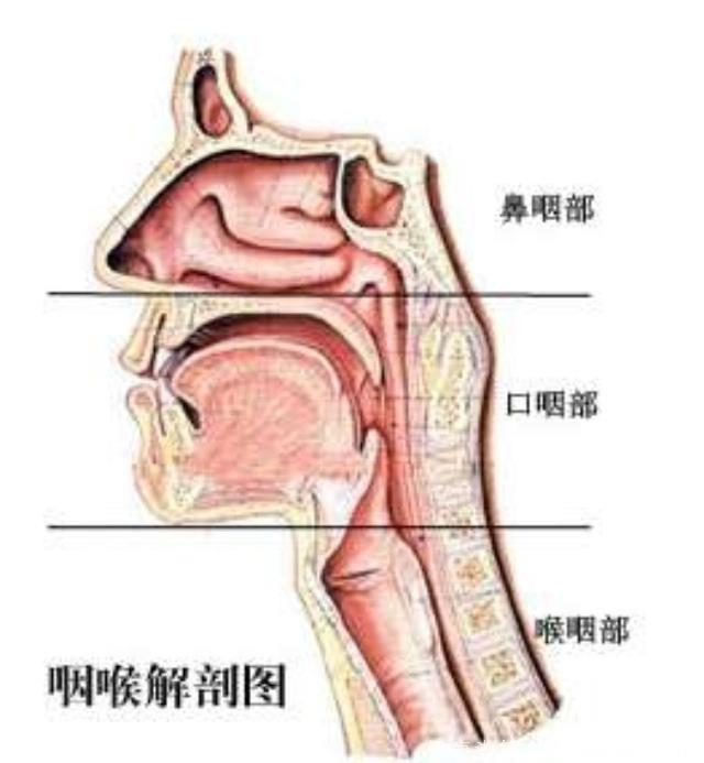 慢性咽炎——中医偏方