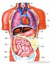 肾阴亏生肝病，肝病会让脾胃受损 中医入门系列（8）——十二经脉