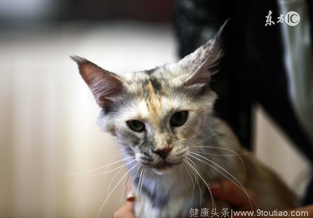 猫咪睡地板感冒拉肚子怎么办？