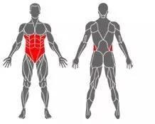 每个健身者都应该知道——部位肌肉的功能以及锻炼方法