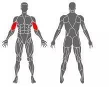 每个健身者都应该知道——部位肌肉的功能以及锻炼方法