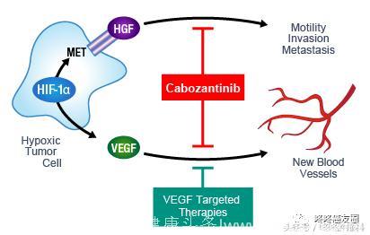 一个值得深入了解的广谱抗癌药：卡博替尼