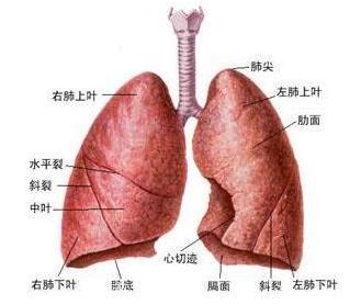 肺癌一发现便是中晚期！千万别错过这几个早期信号！常抽烟的更要注意