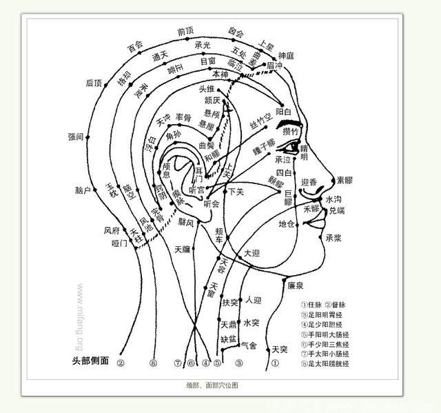 颈部、面部所有穴位图及功能作用