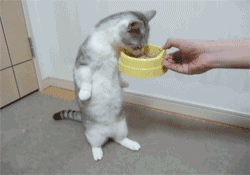 警惕！猫咪绝对不能吃的10大食物盘点