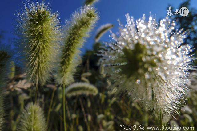 路边的野草，你就要采！不采白不采！才10种，都是中药！