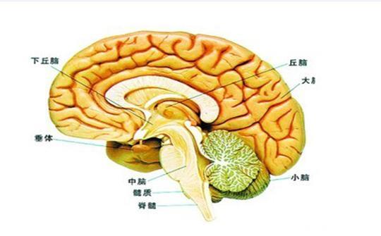 年纪轻轻就阳痿了 可能不是肾的问题 而是大脑这里长瘤子了