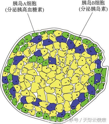 糖尿病患者为何要强调规律生活？