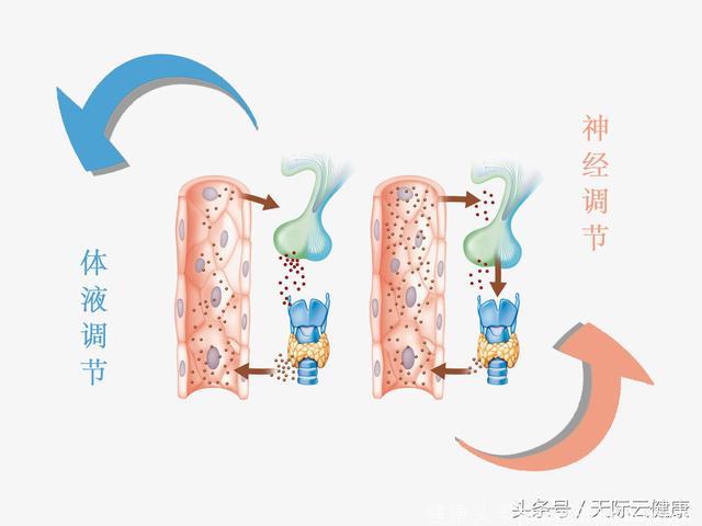 糖尿病患者为何要强调规律生活？