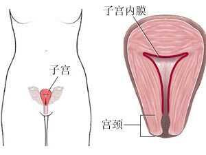 你的子宫内膜还坚挺？子宫内膜薄原来是这样子！