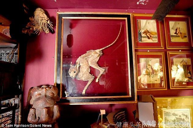 博物馆将展出7英寸长的木乃伊阴茎，价值10万英镑