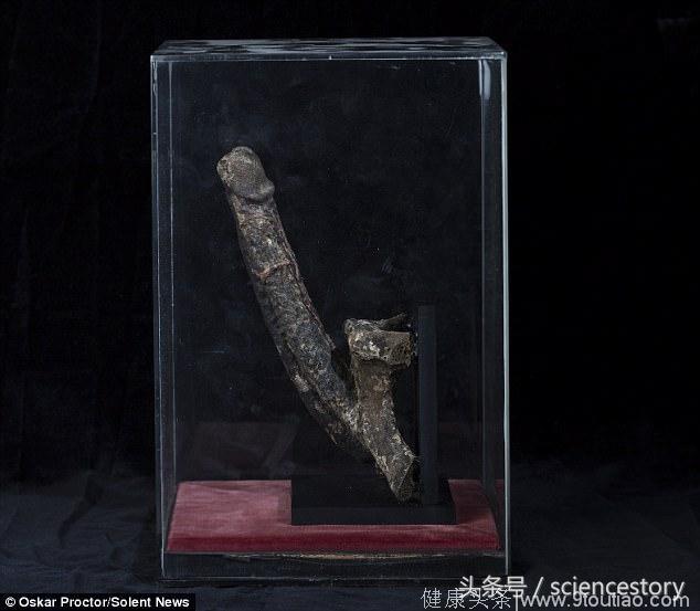 博物馆将展出7英寸长的木乃伊阴茎，价值10万英镑