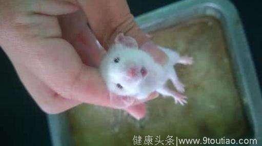 科学家在小白鼠身上实验癌症