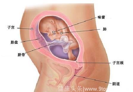 怀孕第1周到40周胎儿发育全程图解，母亲真的好伟大！