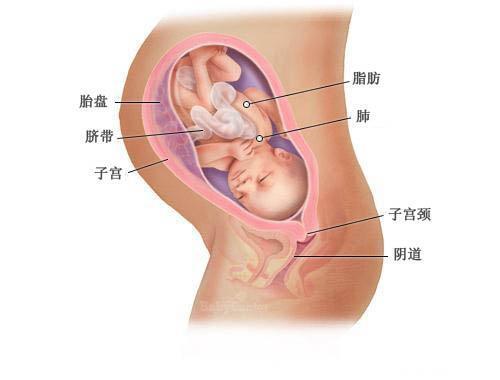 怀孕第1周到40周胎儿发育全程图解，母亲真的好伟大！