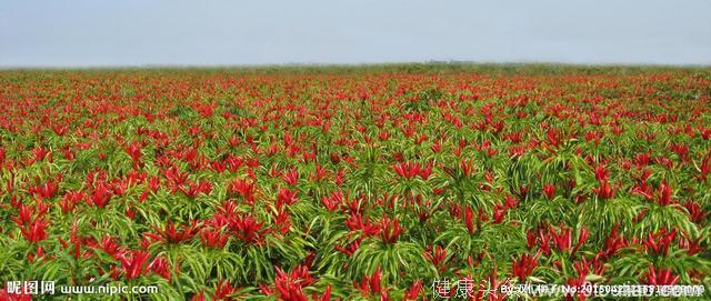 网传吃辣椒导致肺癌？别误解了中医！