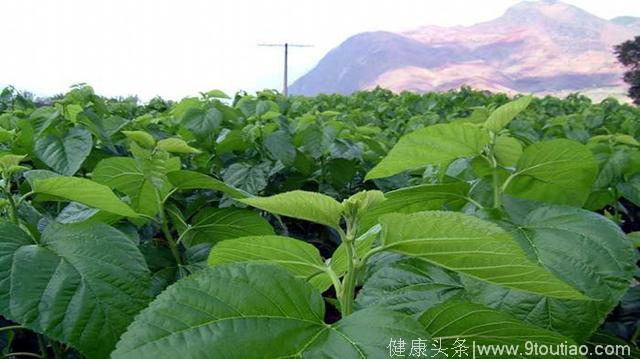 这一小时候常见的植物泡水喝，不止降血压、血脂还能抗癌！