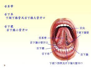 认识一下《口腔溃疡，舌头、嘴容易上火吃什么好？》食疗方法大全，值得珍藏知识
