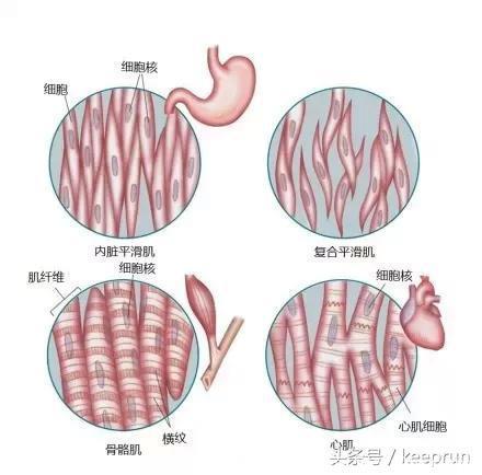 怎么区分肌肉和脂肪？15张图让你看懂脂肪与肌肉