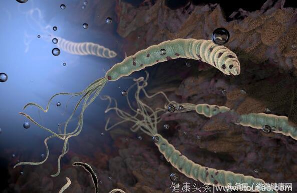 1种叶子泡水能治疗胃炎，常吃能治疗幽门螺杆菌，很简单