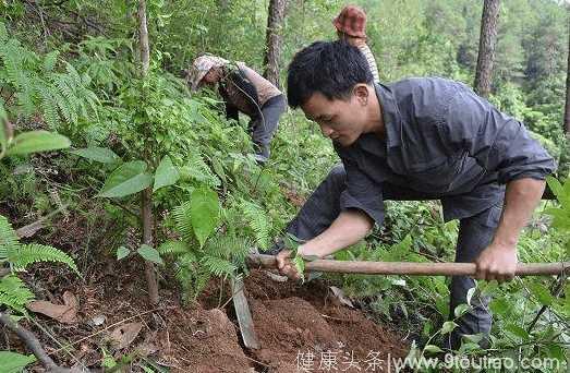 这种植物长在树根上，村民努力挖肯定是好东西，据说是抗癌的好食材