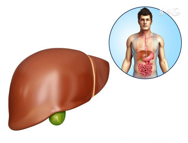 生殖系统发出这3个信号，说明肝脏有问题，身体的报警信号你知道吗？