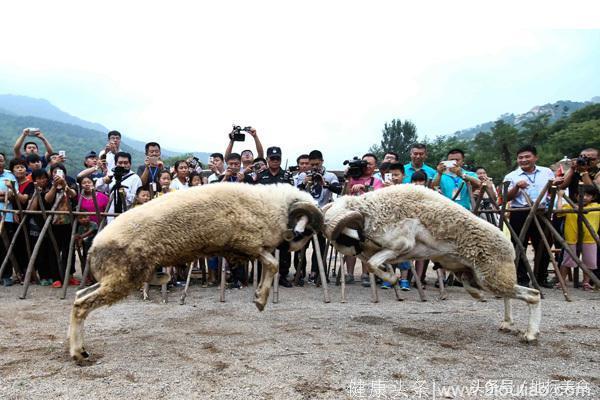 三伏天吃羊肉到底是乱补一通还是消暑去湿？看老中医怎样说