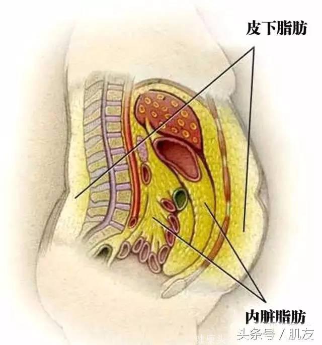 谈脂色变，你是否也脂肪过多？