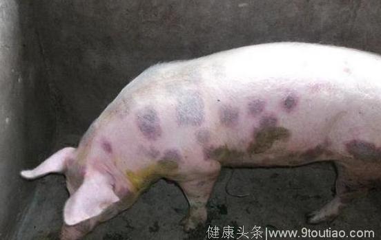 夏季猪最容易出现四种疾病，严重导致猪腿瘸甚至瘫痪，养殖户必须注意！