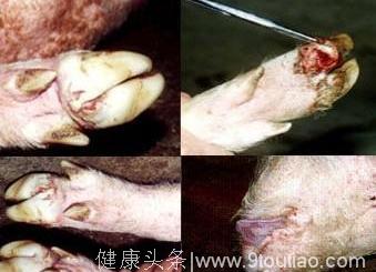 夏季猪最容易出现四种疾病，严重导致猪腿瘸甚至瘫痪，养殖户必须注意！