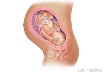 宝宝从31周到38周孕期发育过程图详解