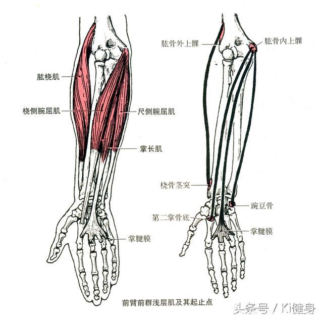 手臂肌肉的运动解剖