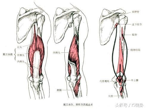 手臂肌肉的运动解剖
