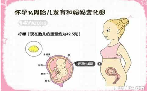 14周怀孕症状以及宝宝的变化-必须要了解
