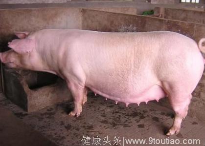 为什么有些母猪会出现产后不食？