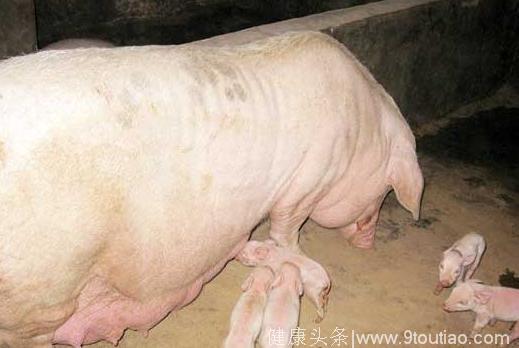 为什么有些母猪会出现产后不食？